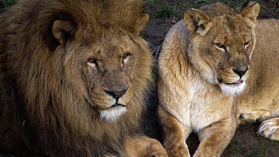 Lions and lionesses at Africa Alive