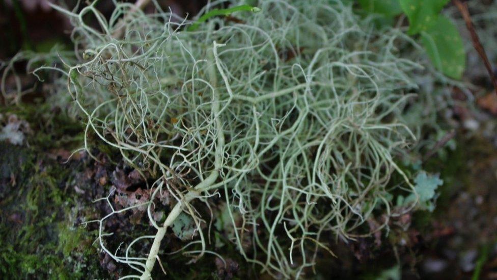 String-of-sausages lichen (Usnea articulata)