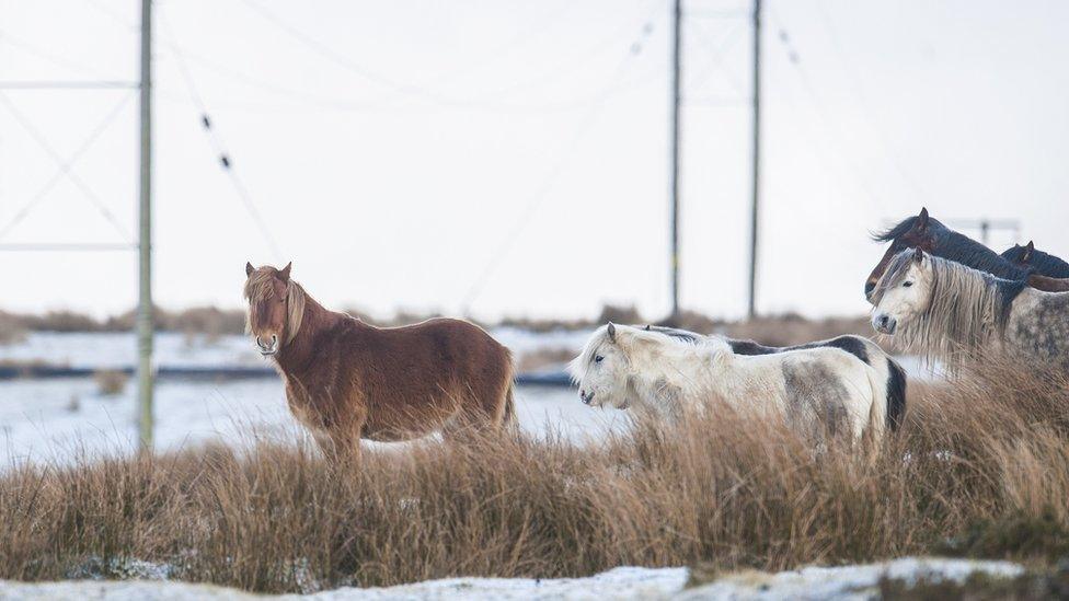 Horses in the snow on the Brecon Beacons