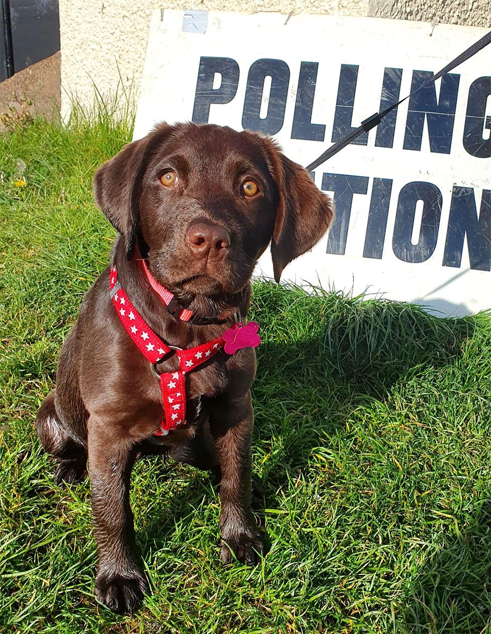 A puppy poses next to a polling station sign in Stocksbridge, Sheffield