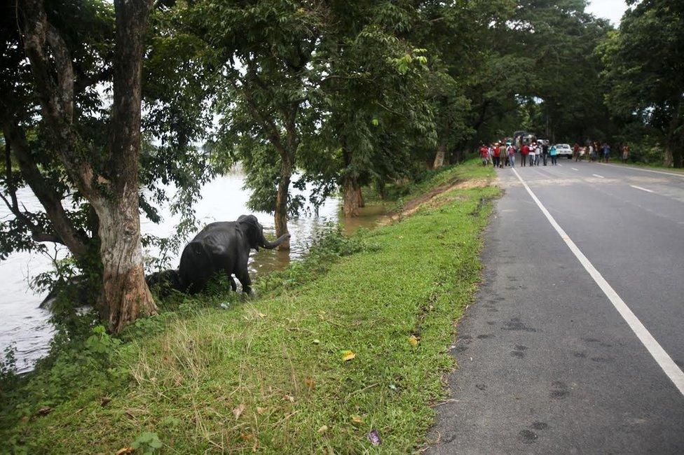 Elephants crossing