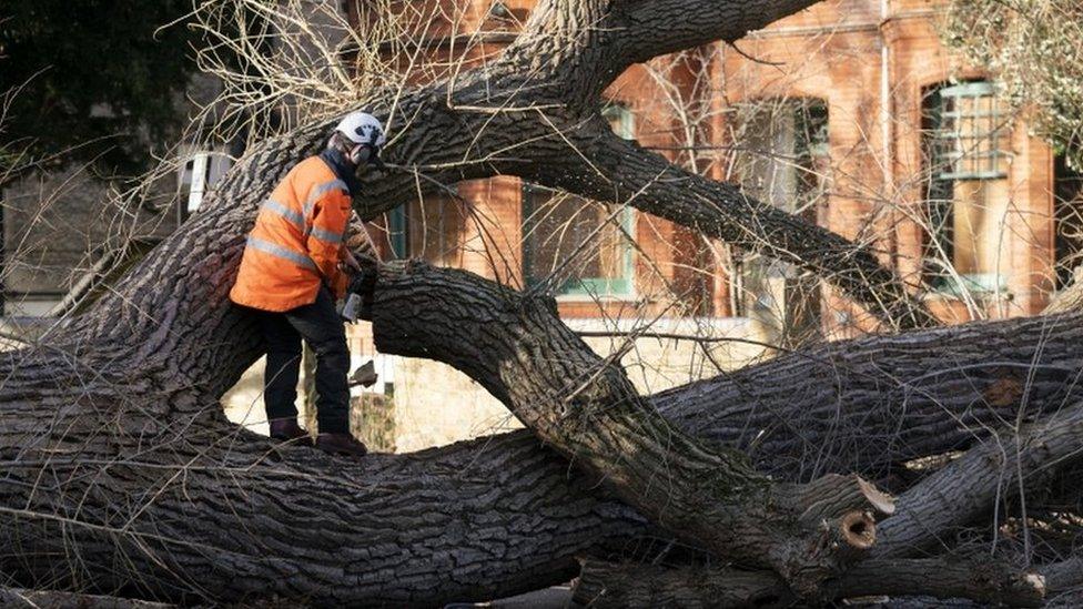 Tree surgeons clearing a fallen tree