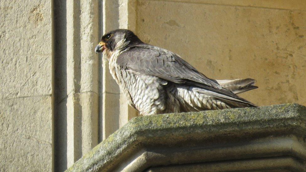 Cambridge Peregrines