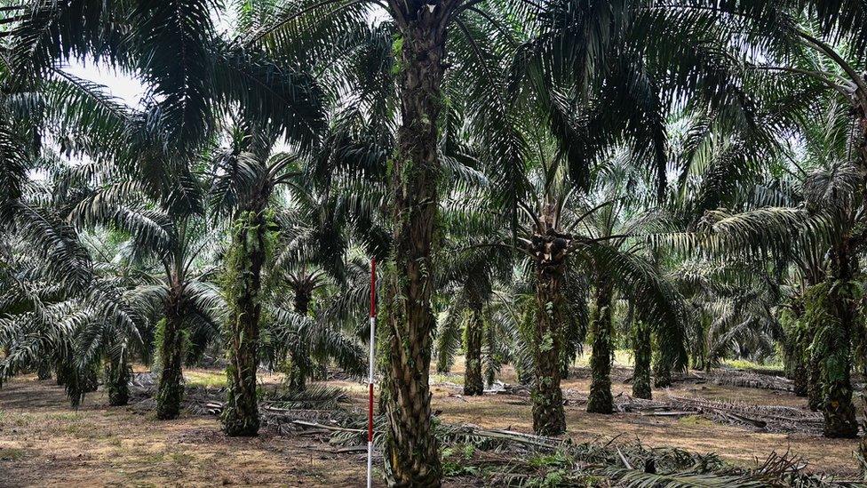 Palm oil trees