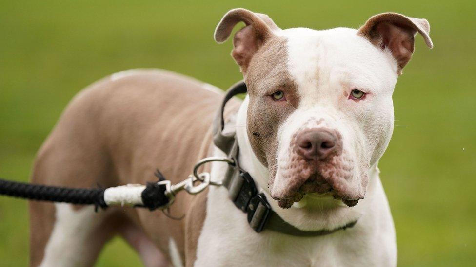 Stock image of XL bully dog