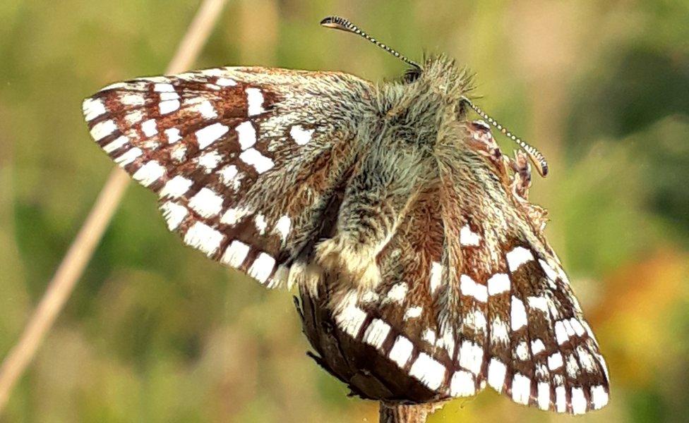 Grizzled skipper butterfly which has been discovered at Pyecombe