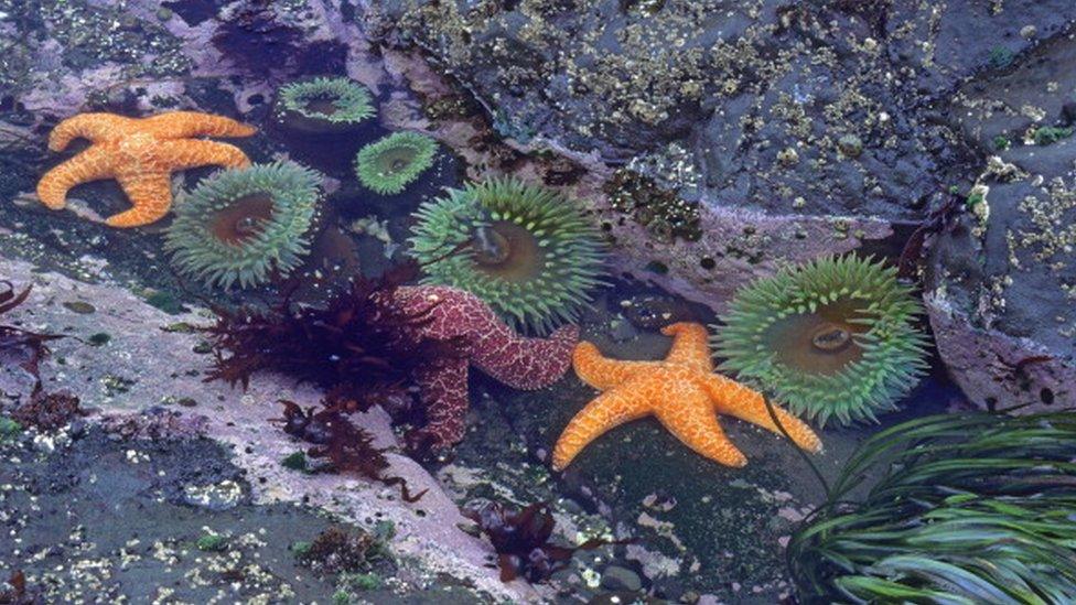 Ochre starfish in water with algae and anemone.