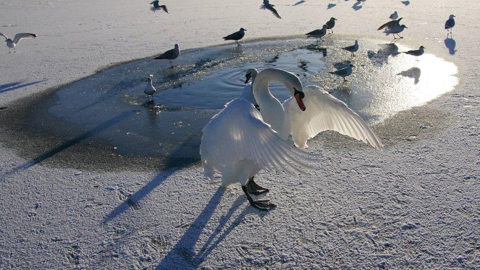 A swan and other birds at a small pool of water