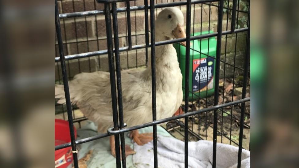 Duck found dumped in Bracknell