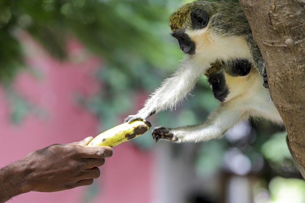 A green monkey reaches for a banana.