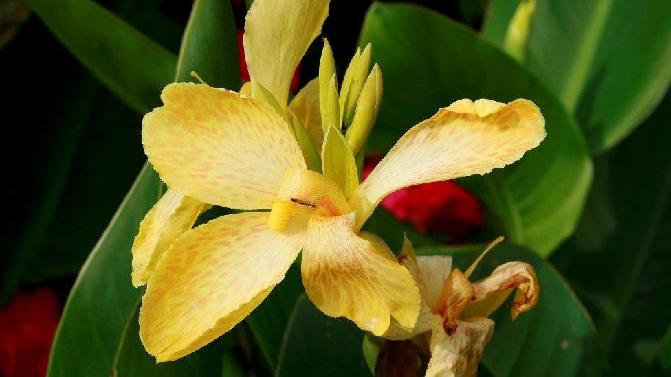 Canna flower