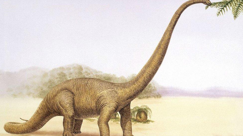 Picture of a Mamenchisaurus