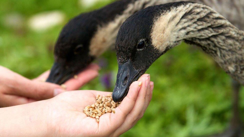 WWT Llanelli Wetland Centre