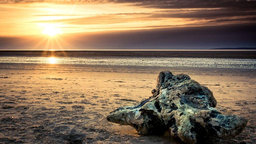 An old tree stump washed up on Whiteford Sands, Gower,