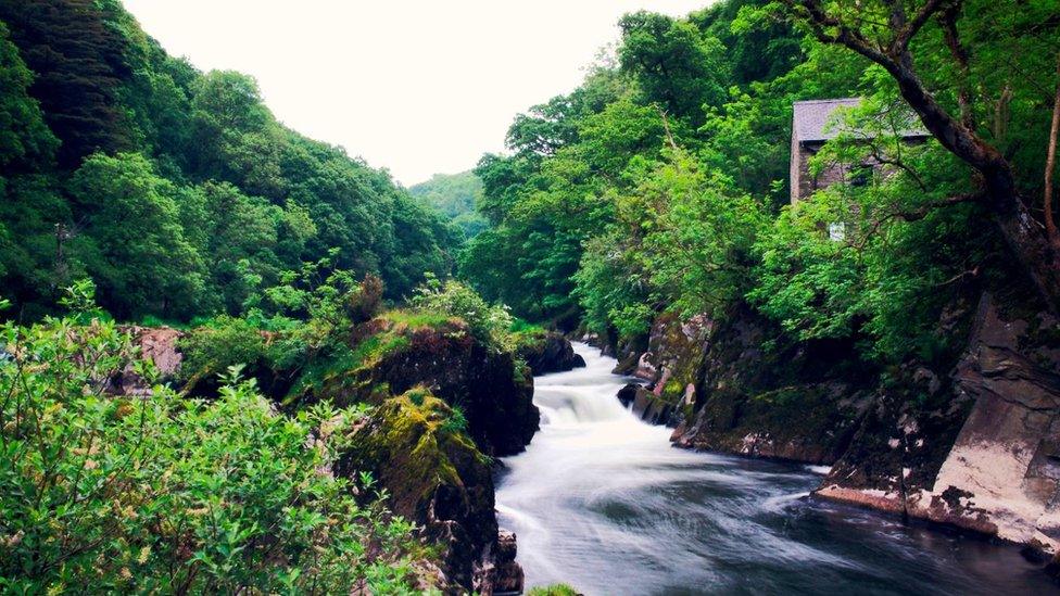 Cenarth Falls in Pembrokeshire