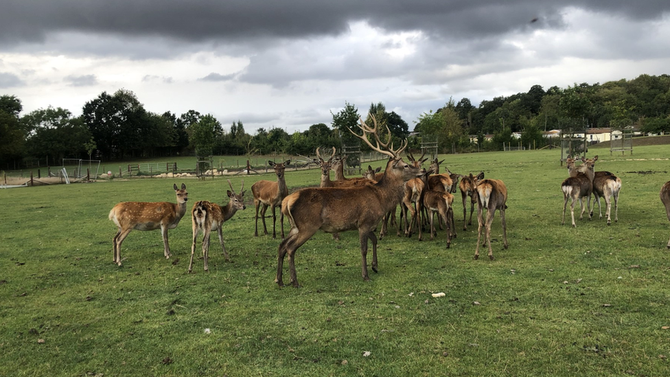 Herd of deer underneath a stormy sky