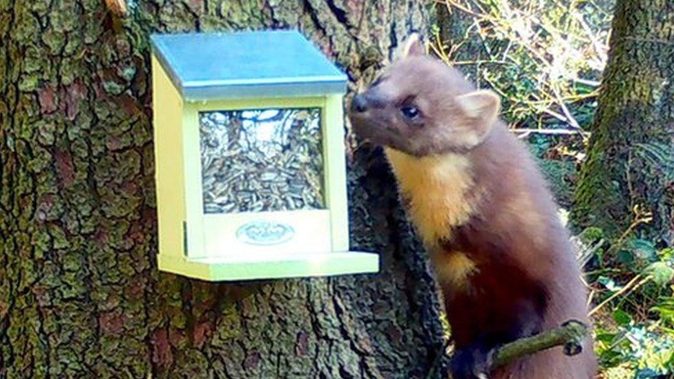 Pine Marten