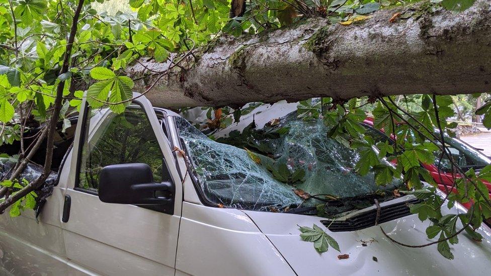 Tree fallen on campervan