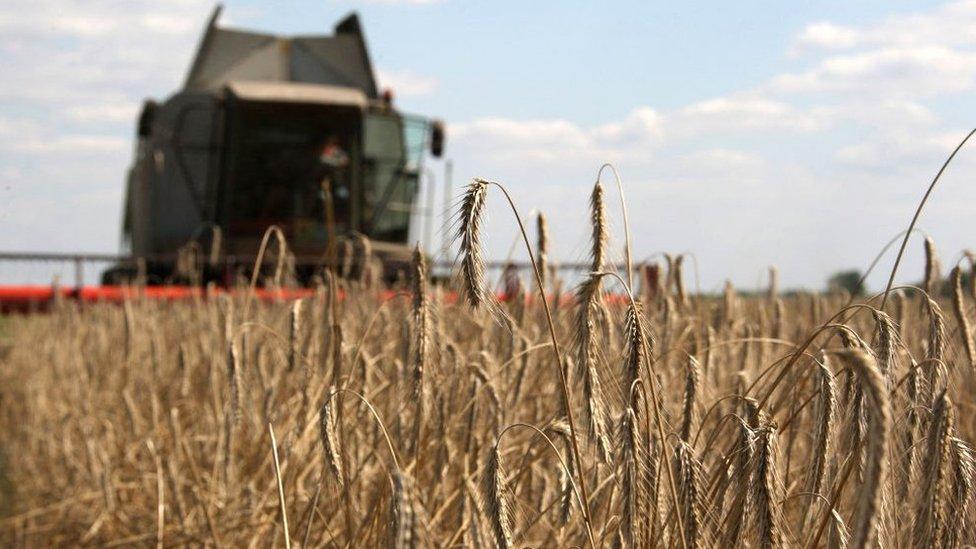 Wheat harvest in Ukraine