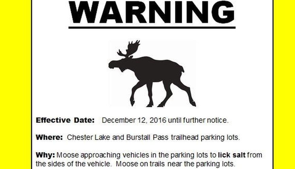 The moose warning poster