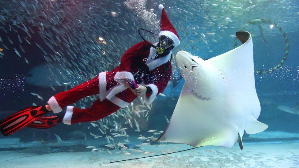 Father Christmas in diving mask underwater with fishes and a ray.