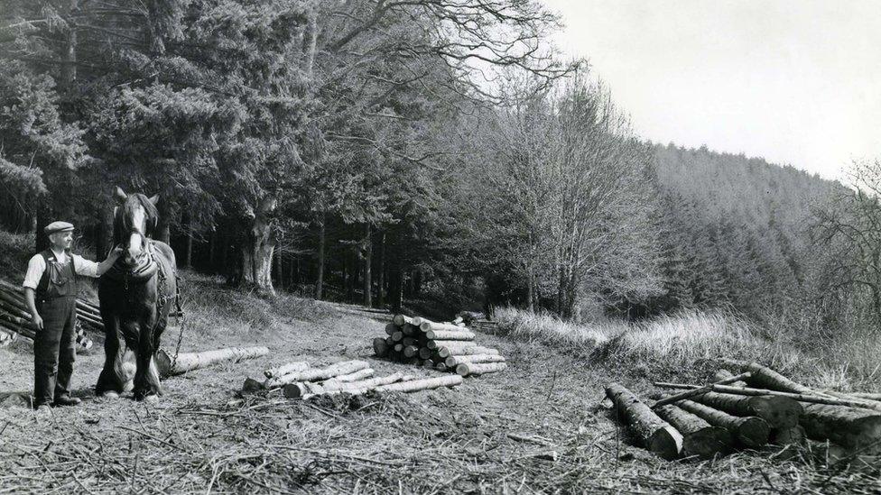 Eggesford Forest