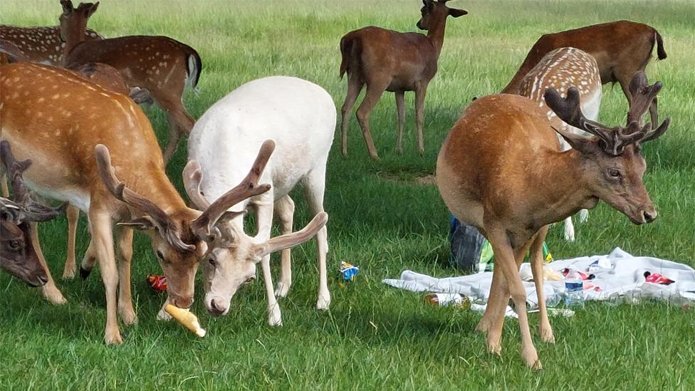 Deer eating picnic food