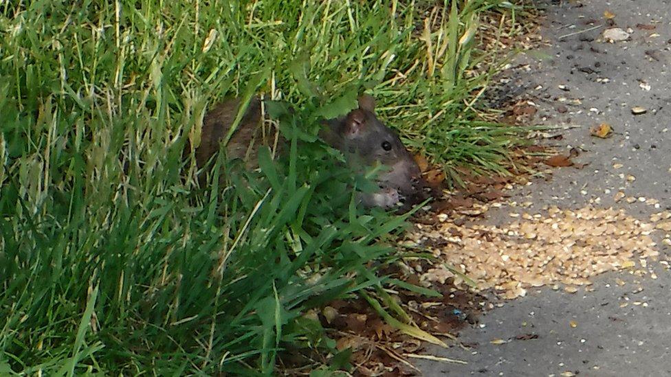 A rat eating at Brickfield Pond, Rhyl