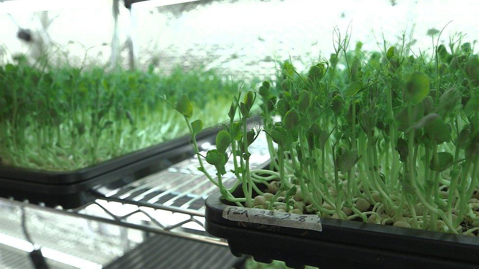 Micro-greens