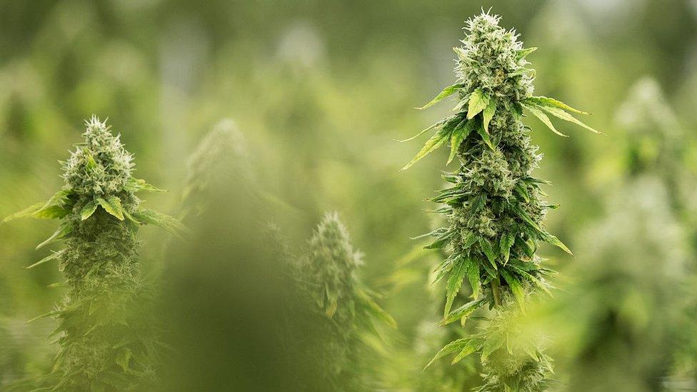 Flowering cannabis grows at a medical supply greenhouse in Ontario