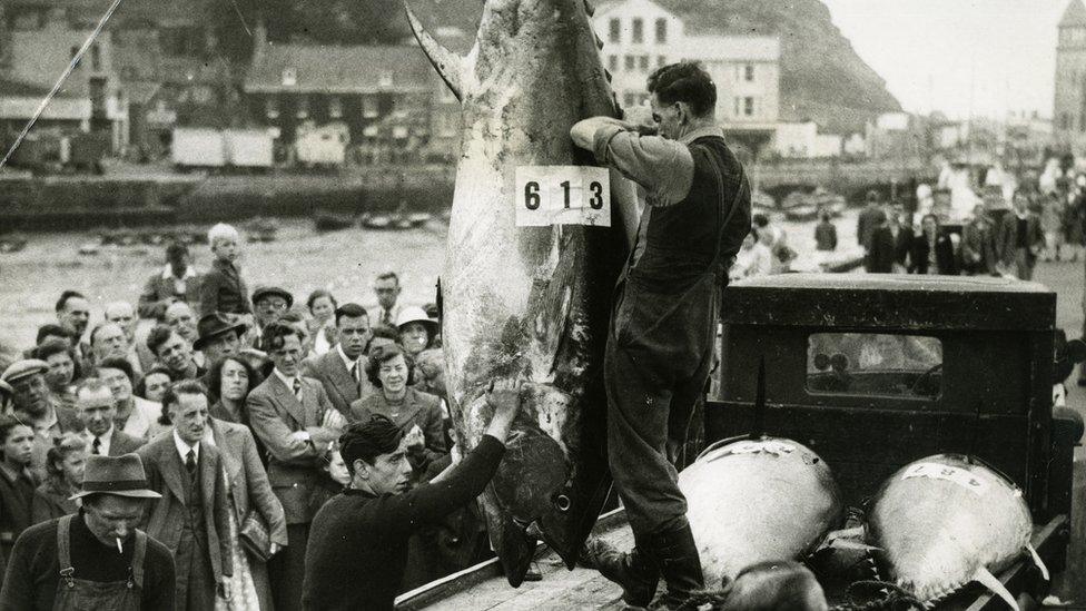 A crowd gathers as Bluefin tuna are being hauled ashore in Scarborough in August 1949