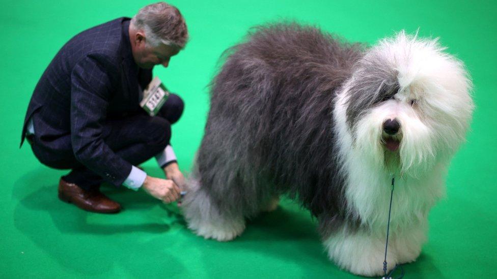 Old English Sheepdog