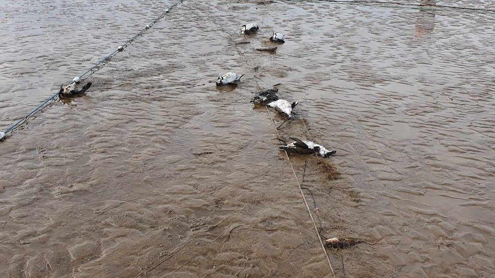 The seabirds were found on Monday, the council said