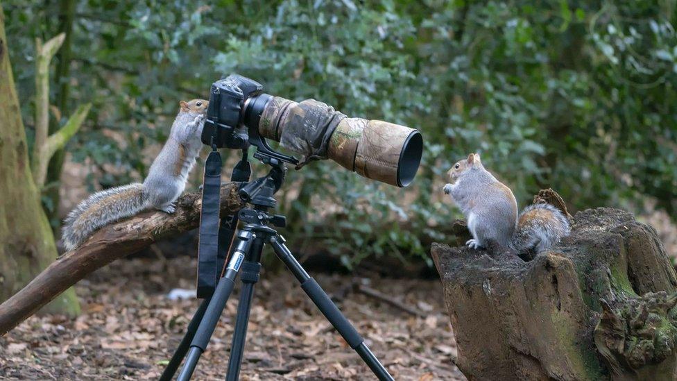 Squirrels with a camera