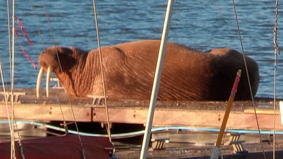 The walrus basks in the sun on a pontoon