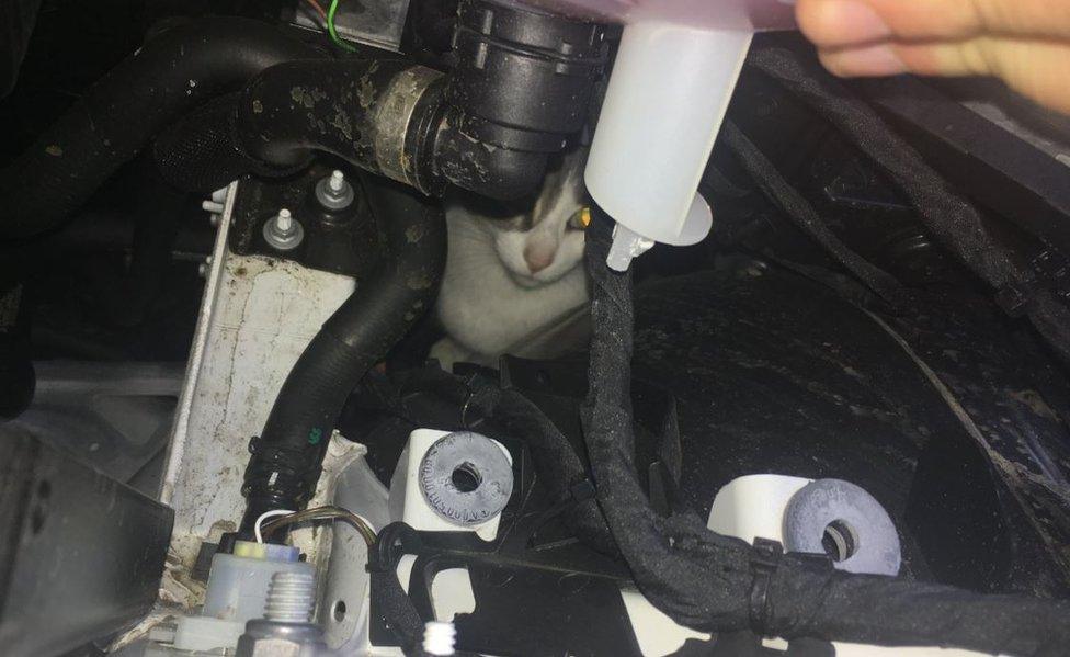 Cat stuck in car engine compartment