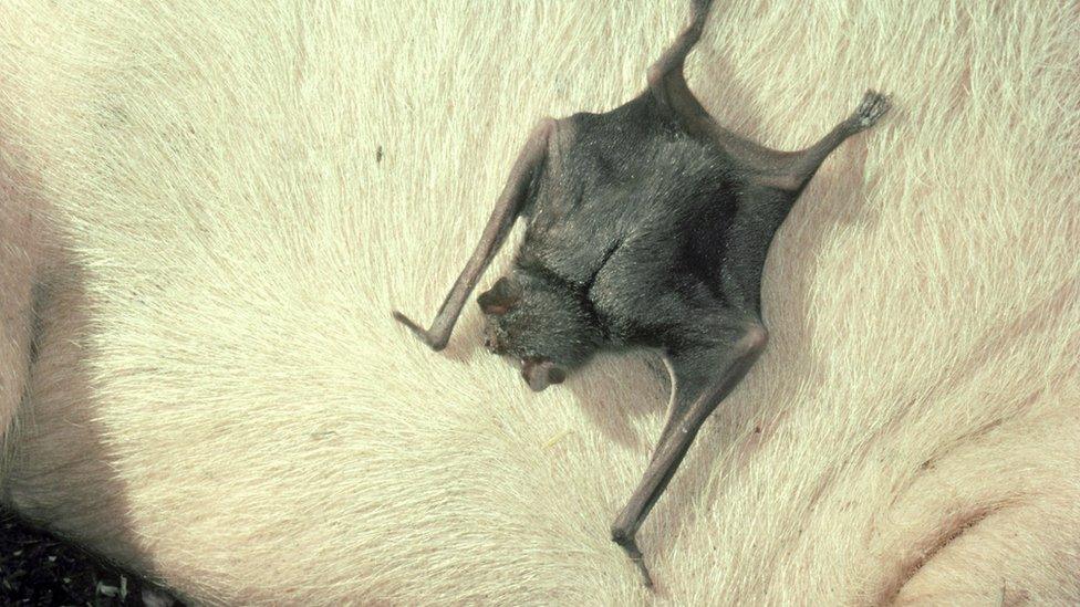 vampire bat on animal