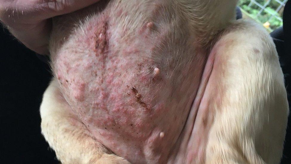 Puppy with a skin infection from urine scalding