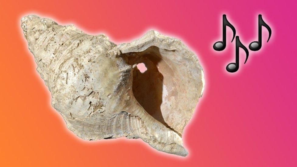 conch-shell.