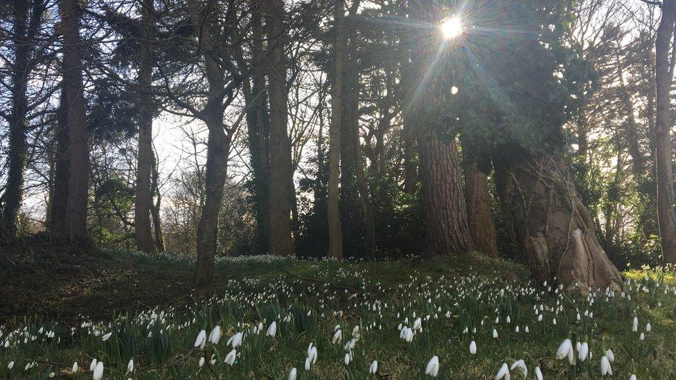 Snowdrops at Merthyr Mawr