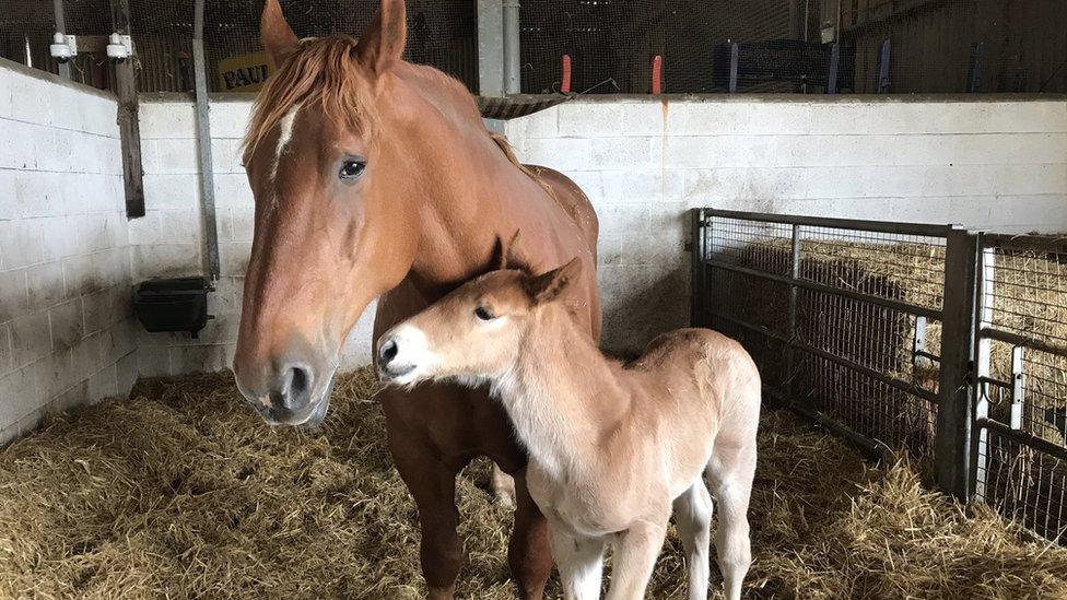 Suffolk punch foal