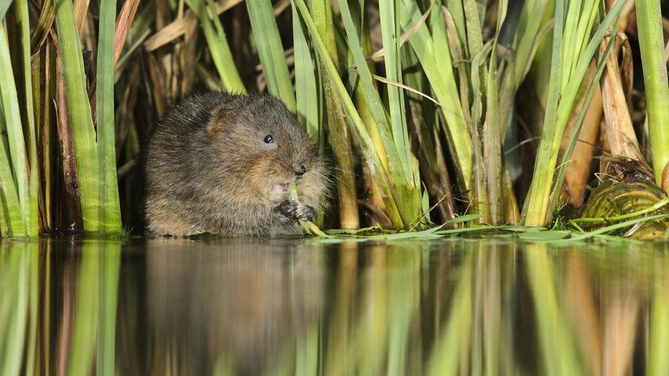 Water Vole at Woodhall Estate