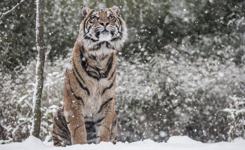 A tiger in the snow in London Zoo