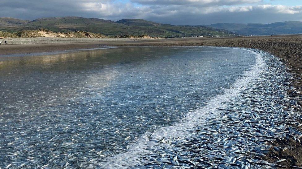 millions of sprats on Benmar Beach