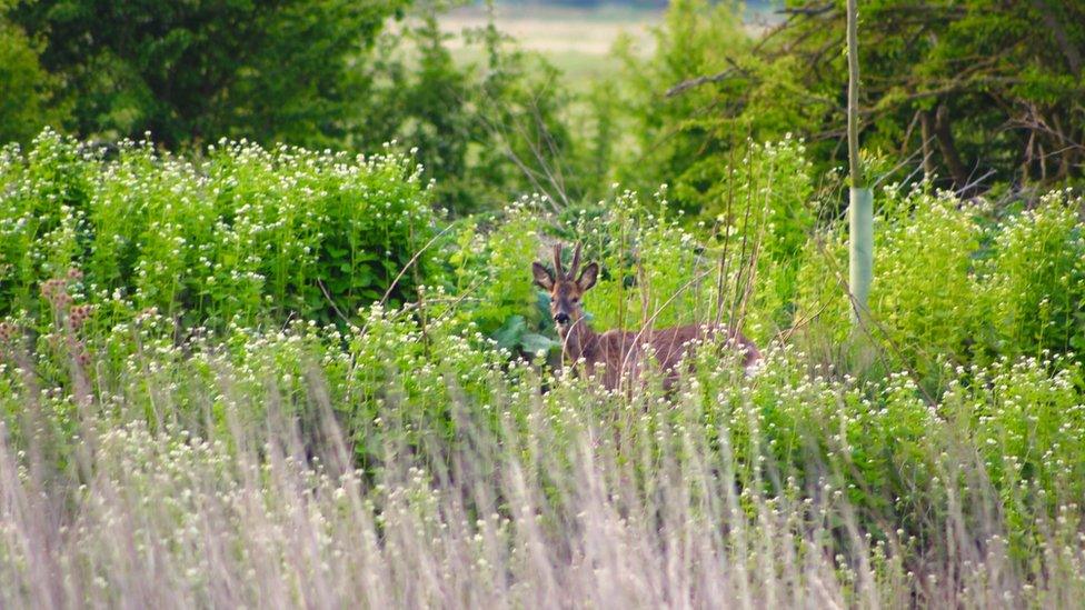 Deer at Buckland Marsh, just off the A420 in Oxfordshire