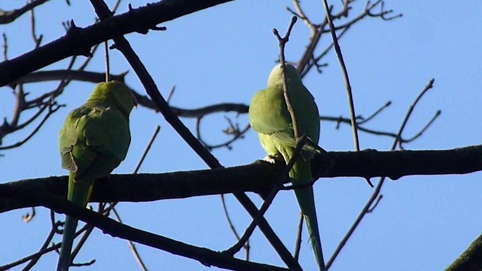 parakeets