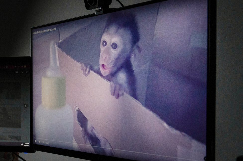 A baby monkey on a screen