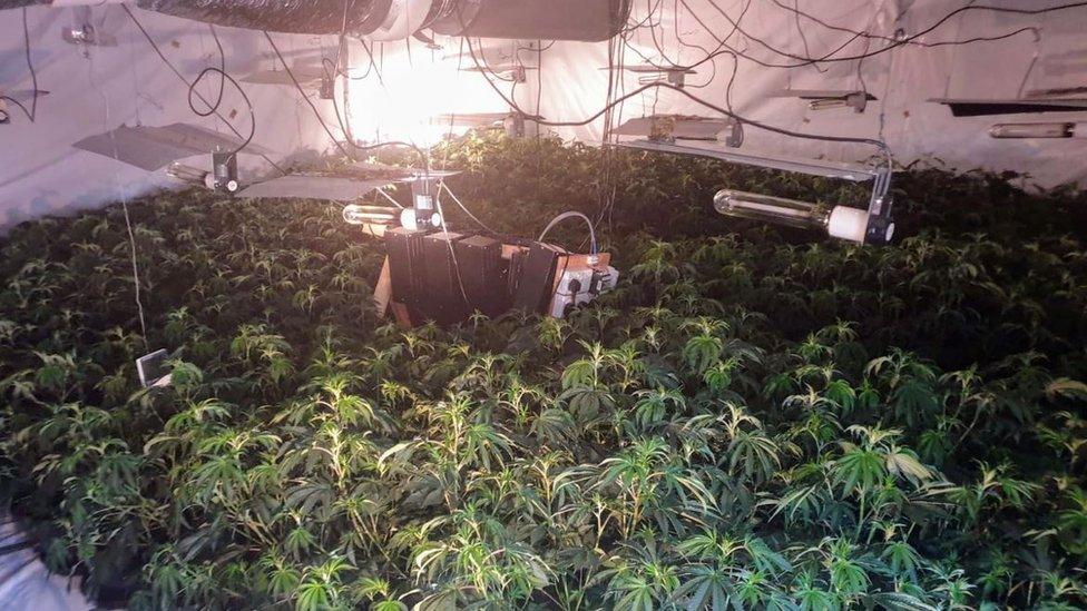 Cannabis plants in Dewsbury