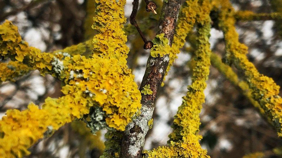 Lichen