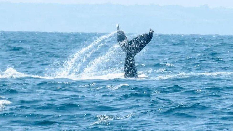 Humpback whale